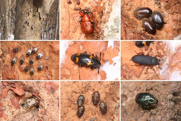 ケヤキの樹皮下で越冬する虫たち