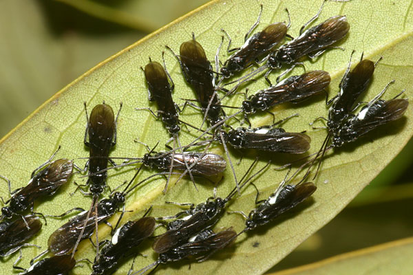 シイの葉裏で越冬するハチ