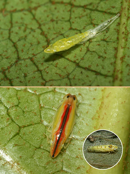 冬でも元気なクロスジホソサジヨコバイ