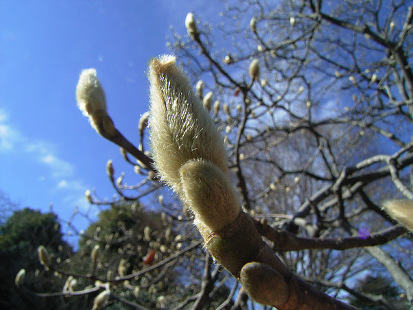 モクレンの花芽
