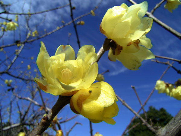 北の丸公園のロウバイ