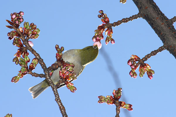 メジロとサクラ