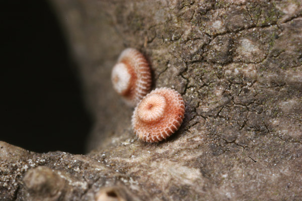 ウラゴマダラシジミの卵