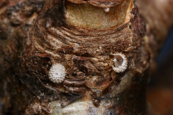 ミズイロオナガシジミの卵