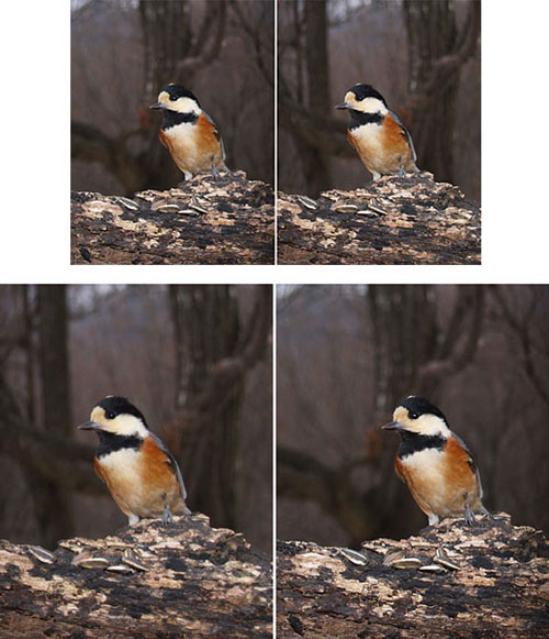 ヤマガラの立体写真