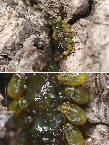 クヌギカメムシの幼虫