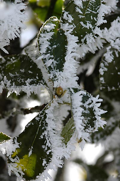 マサキについた霧氷
