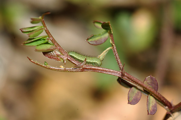 モンキチョウの幼虫