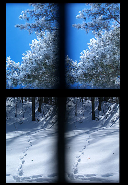 霧氷（立体写真）