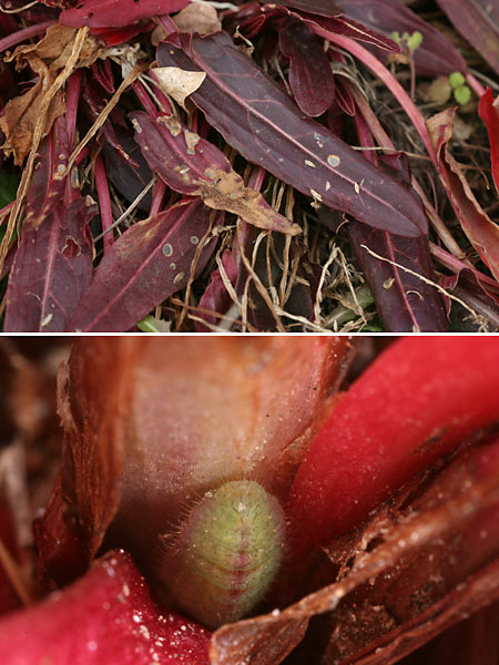 ベニシジミの幼虫