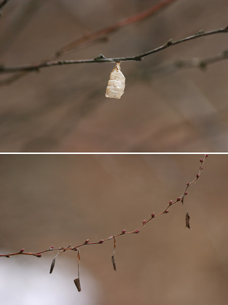 ホシミスジ幼虫の巣
