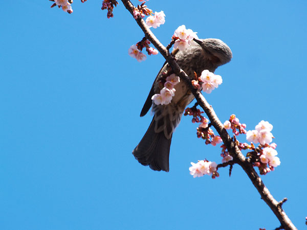 カンザクラの花の蜜を吸うヒヨドリ