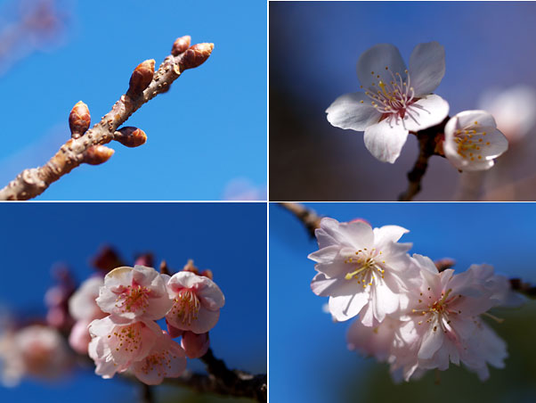 カンザクラとカンヒザクラ