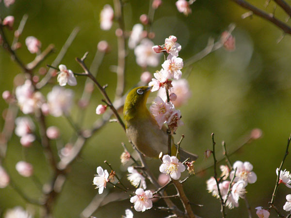 ウメの花の蜜を吸うメジロ