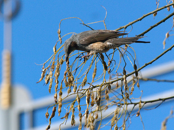 エンジュの実を食べるヒヨドリ