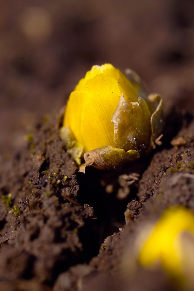 フクジュソウのつぼみ