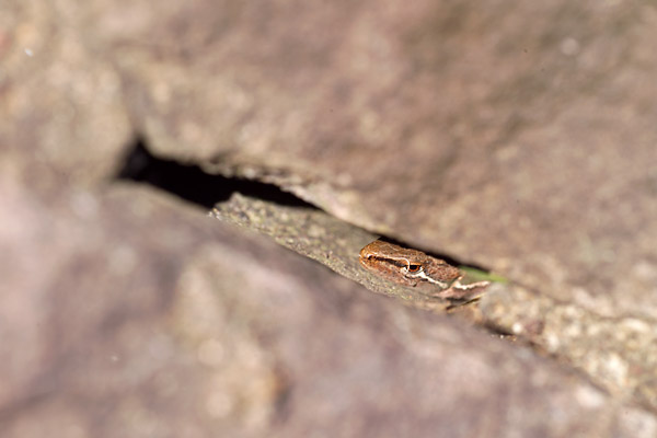 石垣のカナヘビ