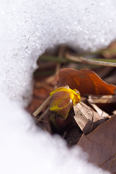 庭のフクジュソウ