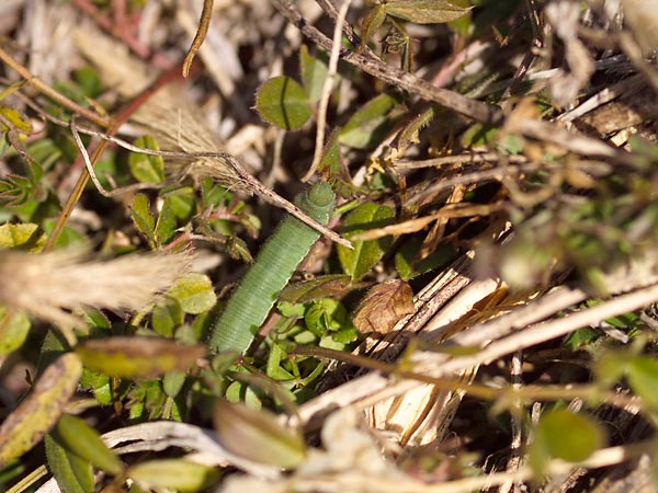 モンキチョウの幼虫