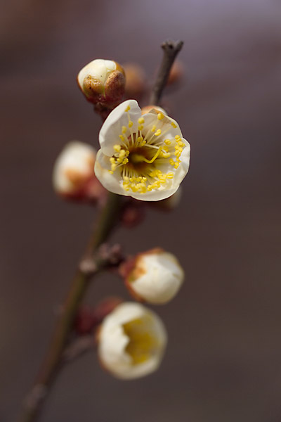ウメの花