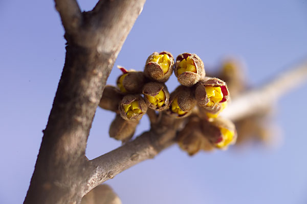ほころび始めたマンサクのつぼみ