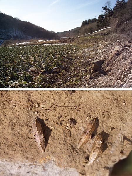 モンシロチョウの蛹