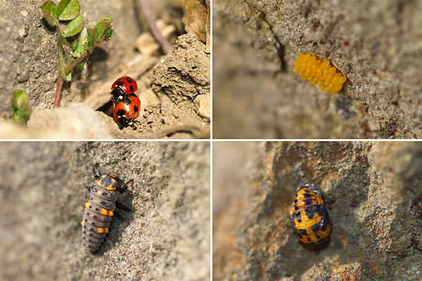 ナナホシテントウの一生