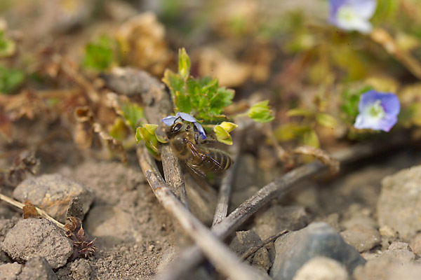ニホンミツバチ