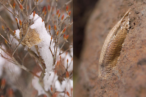 オオカマキリとコカマキリの卵