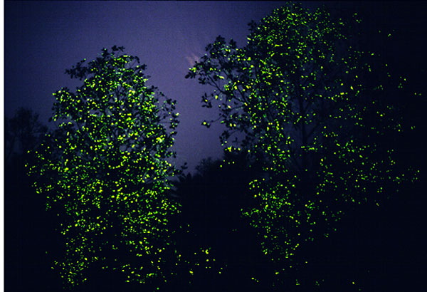 幻のホタルの木