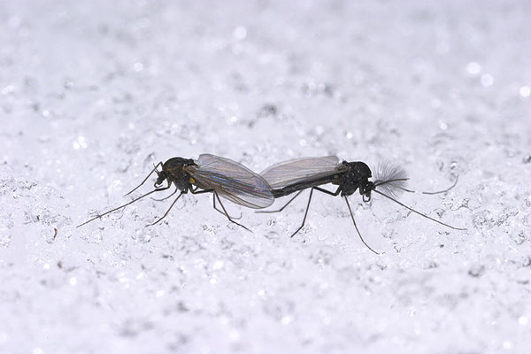 雪の上で交尾するユスリカ