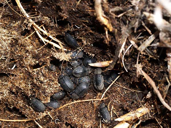 スナゴミムシダマシの越冬