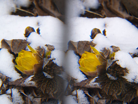 雪の中のフクジュソウ