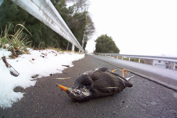 あるムクドリの死