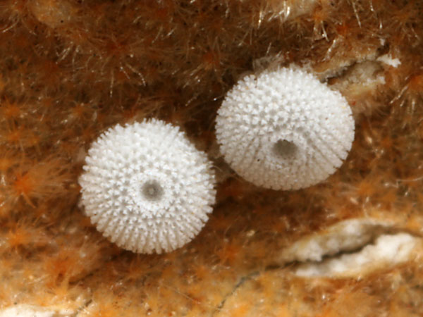 オナガシジミの卵