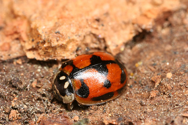 ルイステントウ