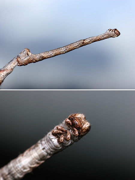 シャクトリムシの姿勢