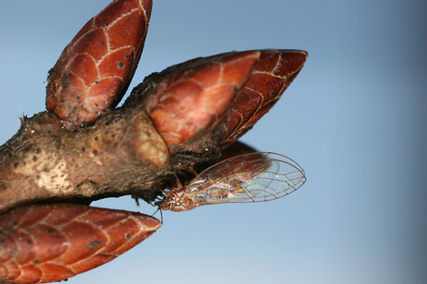 キジラミの一種