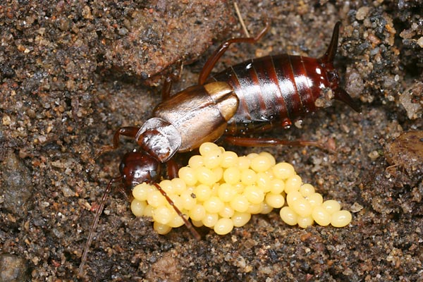 卵を守るコブハサミムシ