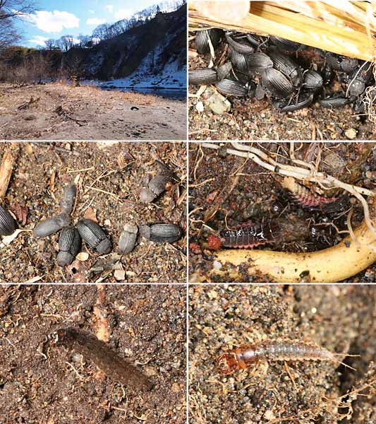 石の下で越冬する虫たち