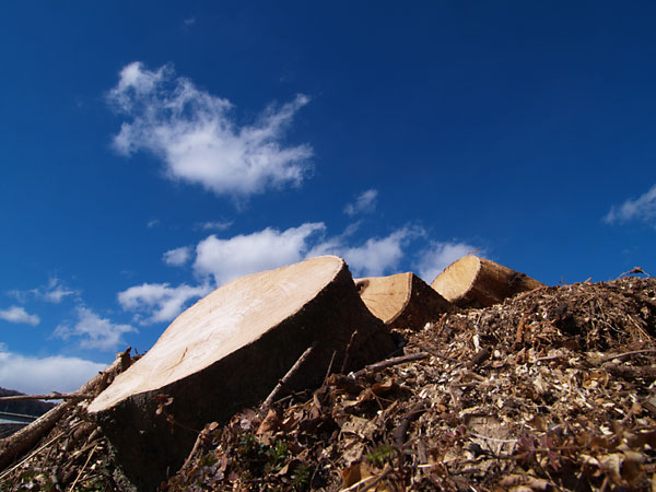 切られてしまったエノキ