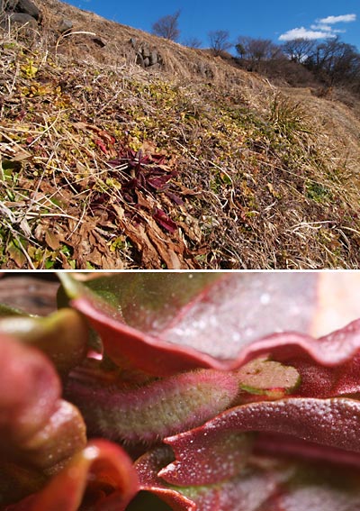 ベニシジミの幼虫