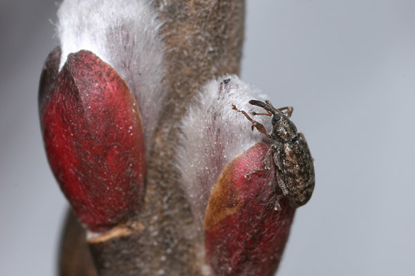 ヤナギの芽につくゾウムシ