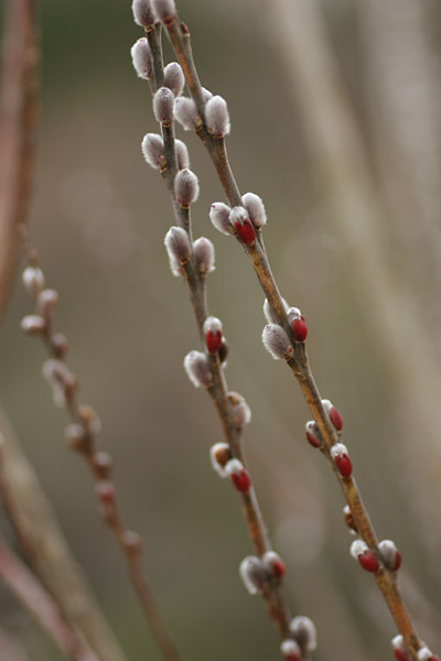 コリヤナギの芽吹き