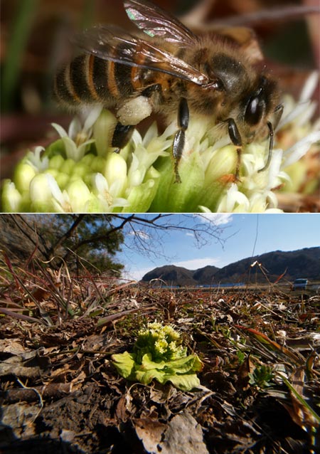 フキノトウとニホンミツバチ