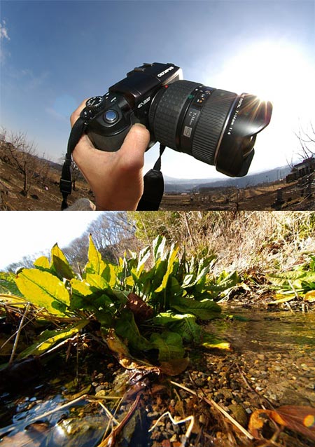 ギシギシ（ZUIKO Digital 7~14mm)