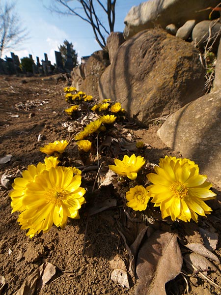 満開のフクジュソウ（ZUIKO Digital 7~14mm試用記)