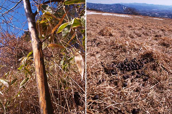 シカの痕跡