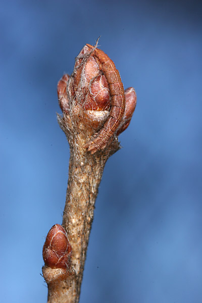 アオシャクの一種の幼虫