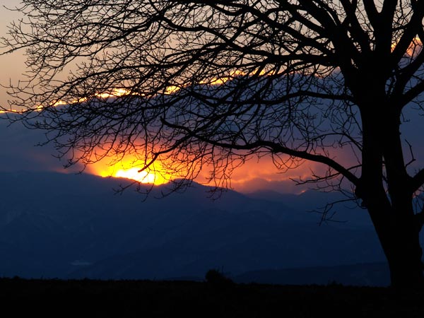 いつものクルミの木
